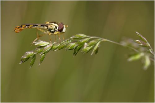 Réf. 23 118 : Sphaerophoria scripta