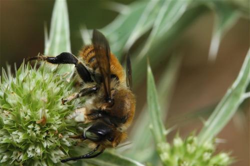 Réf. 23 225 : Megachile maritima