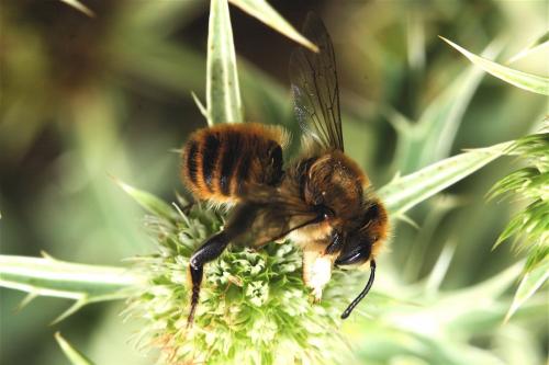 Réf. 23 264 : Megachile maritima
