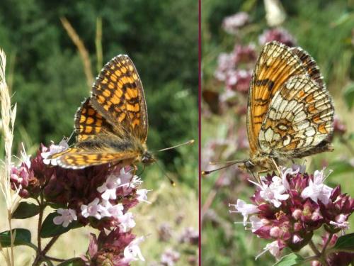 Melitaea sp.