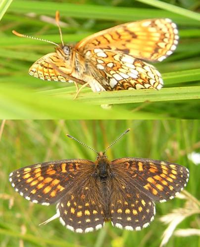 Melitaea diamina