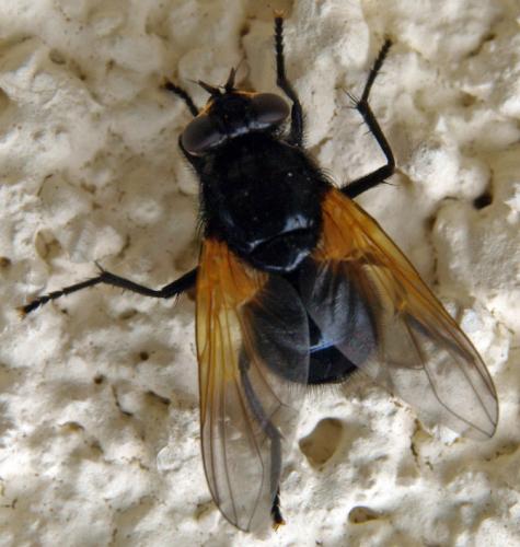 Réf. 23 949 : Mesembrina meridiana