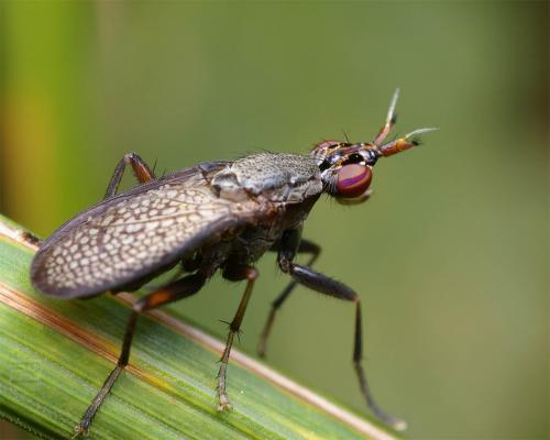 Coremacera marginata