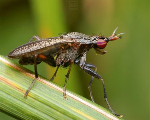 Réf. 23 331 : Coremacera marginata