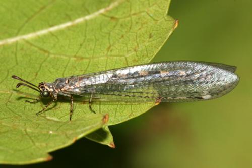 Réf. 23 812 : Myrmeleon inconspicuus