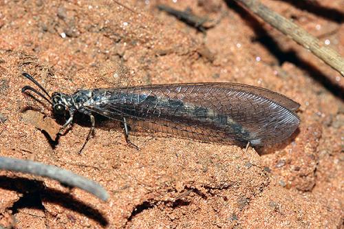 Réf. 23 815 : Myrmeleon inconspicuus