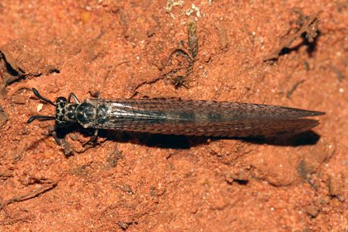 Réf. 23 814 : Myrmeleon inconspicuus