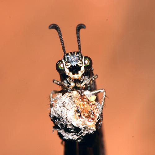 Myrmeleon inconspicuus