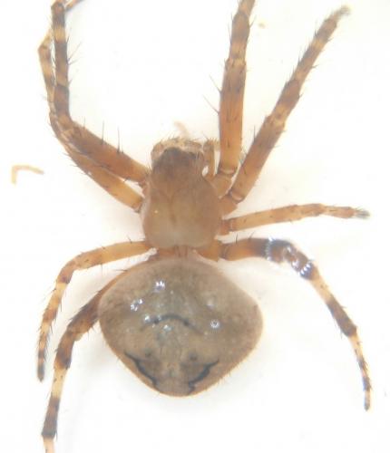 Réf. 23 964 : Neoscona subfusca