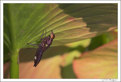 Aeshna cyanea