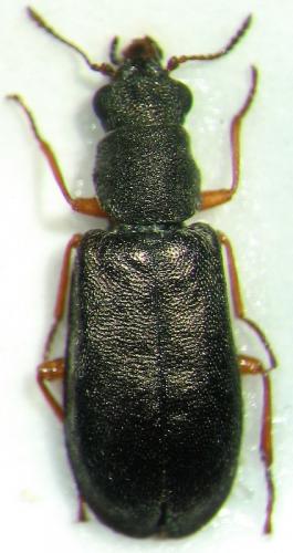 Réf. 23 337 : Danacea sardoa mancinii