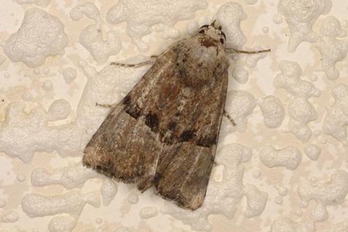 Réf. 23 718 : Mesoligia furuncula