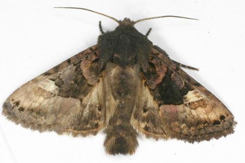 Réf. 23 605 : Euplexia lucipara