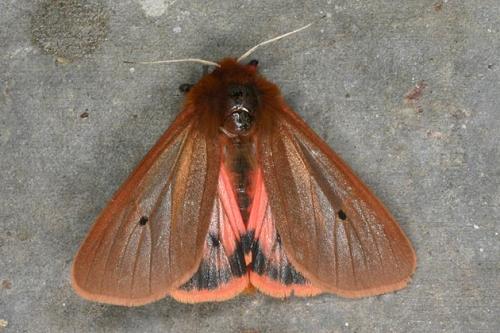 Réf. 23 242 : Phragmatobia fuliginosa