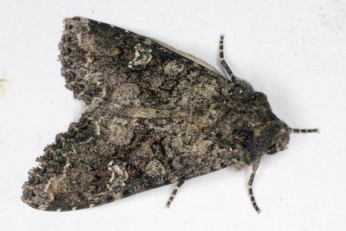 Mamestra brassicae