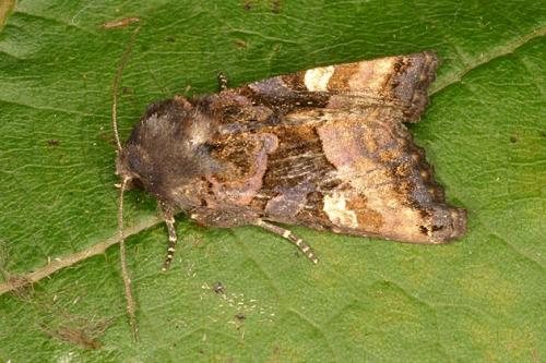 Réf. 23 075 : Euplexia lucipara