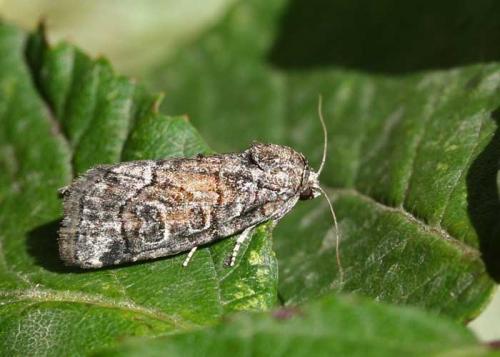 Bryophila ravula