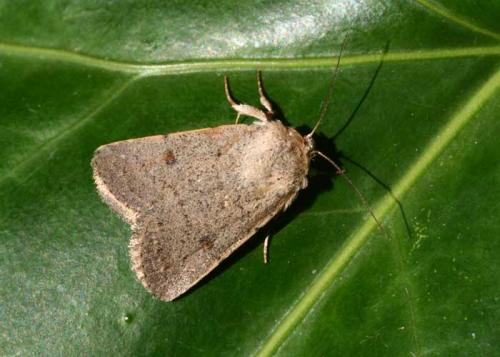 Caradrina aspersa