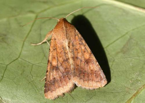 Helicoverpa armigera