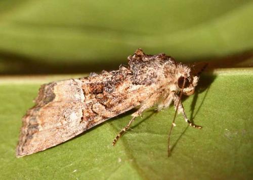 Mesoligia furuncula