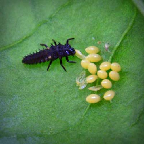 Harmonia axyridis