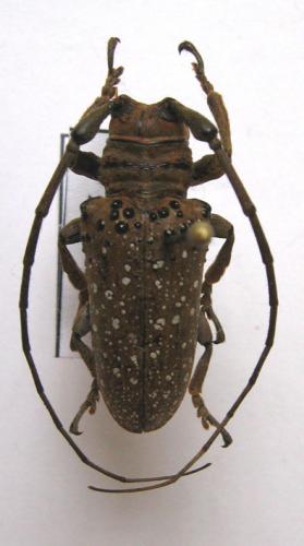 Oncideres gutturator