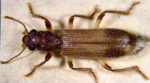 Réf. 23 042 : Opilo abeillei