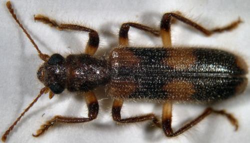 Opilo domesticus