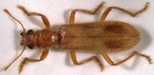 Opilo pallidus
