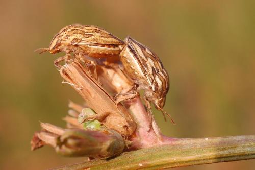 Réf. 23 492 : Odontotarsus robustus