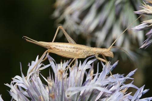 Réf. 23 699 : Oecanthus pellucens pellucens