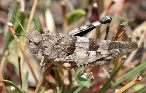 Réf. 23 135 : Oedipoda caerulescens caerulescens