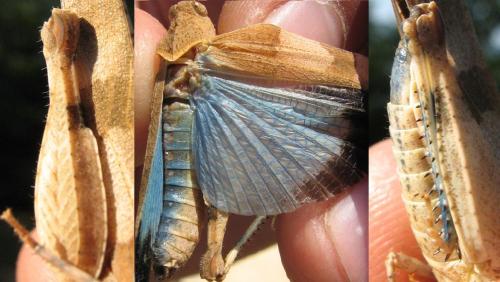 Oedipoda caerulescens caerulescens