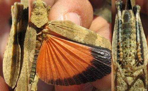 Oedipoda germanica germanica
