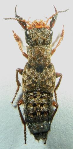 Réf. 23 286 : Ontholestes tessellatus