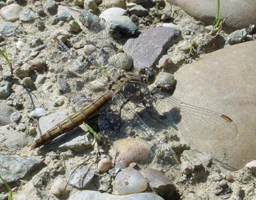 Orthetrum brunneum