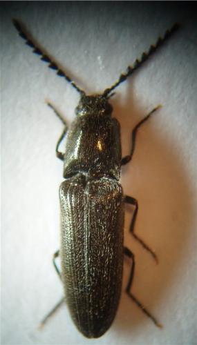 Limonius minutus