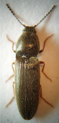 Réf. 23 409 : Nothodes parvulus