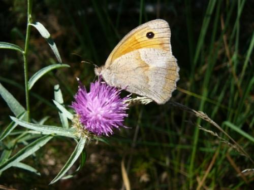 Maniola jurtina