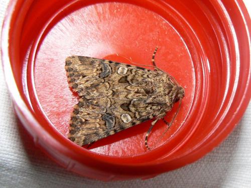 Anarta pugnax
