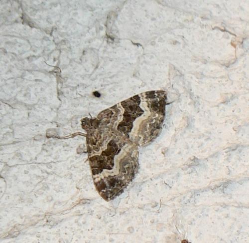 Epirrhoe alternata