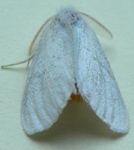 Euproctis similis