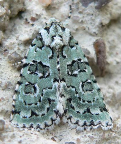 Réf. 23 078 : Nyctobrya muralis
