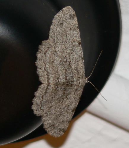 Réf. 23 383 : Hypomecis punctinalis
