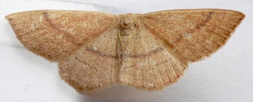 Réf. 23 477 : Cyclophora sp.