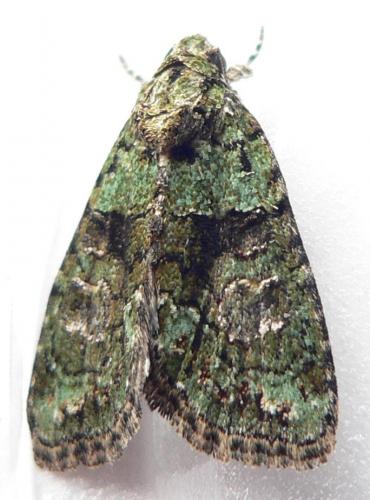 Réf. 23 534 : Cryphia algae