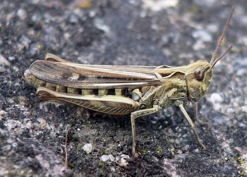 Réf. 23 628 : Chorthippus sp.