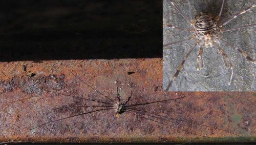 Réf. 23 540 : Dicranopalpus ramosus