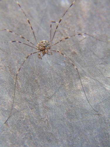 Dicranopalpus ramosus