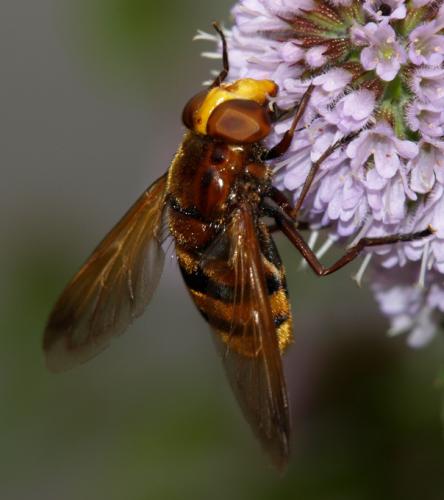 Réf. 23 031 : Volucella zonaria